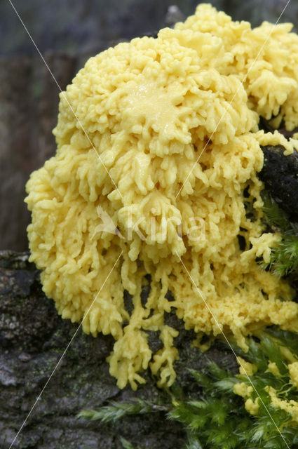 Scrambled egg slime (Fuligo septica)