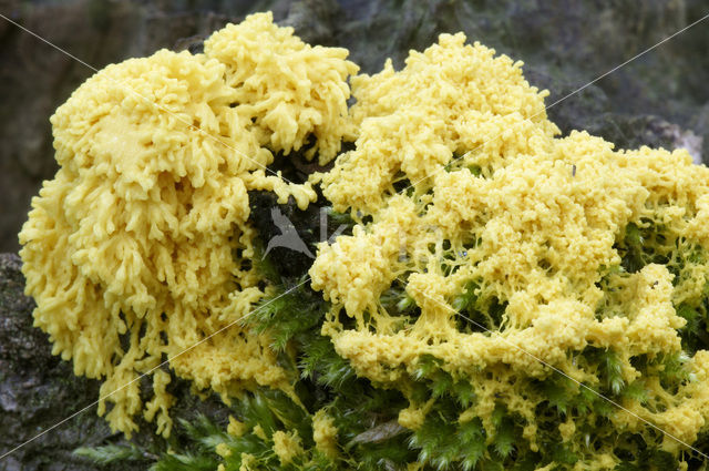 Scrambled egg slime (Fuligo septica)