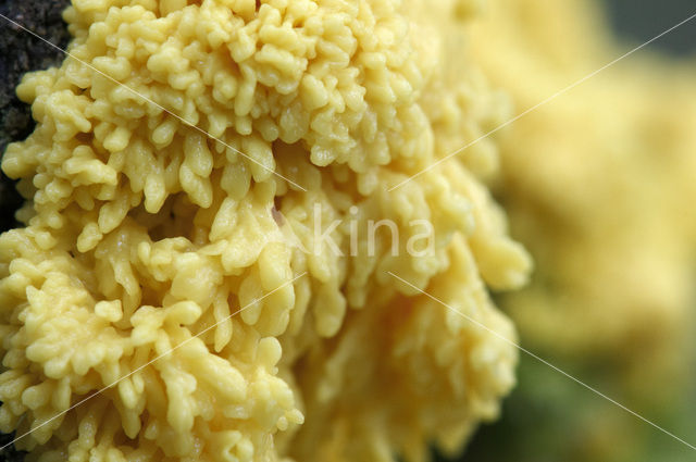 Scrambled egg slime (Fuligo septica)