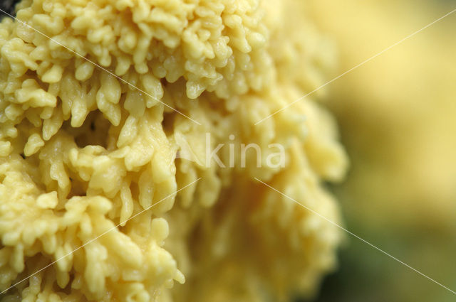 Scrambled egg slime (Fuligo septica)