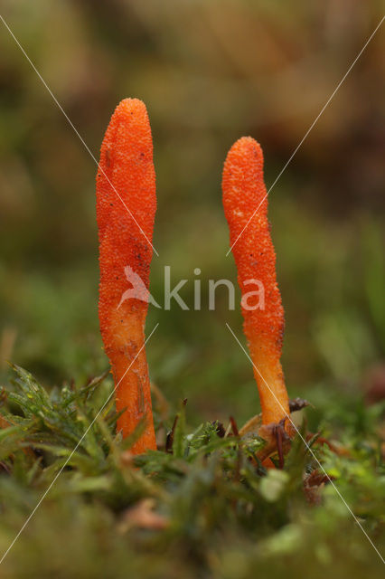 Rupsendoder (Cordyceps militaris)