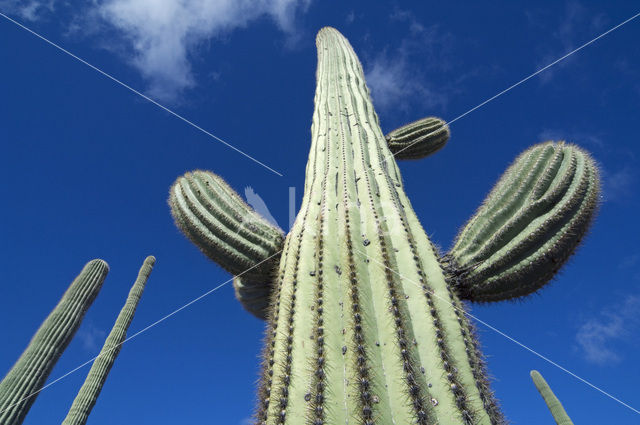 Saguaro cactus (Carnegiea gigantea)