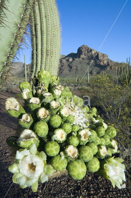 Saguaro cactus (Carnegiea gigantea)