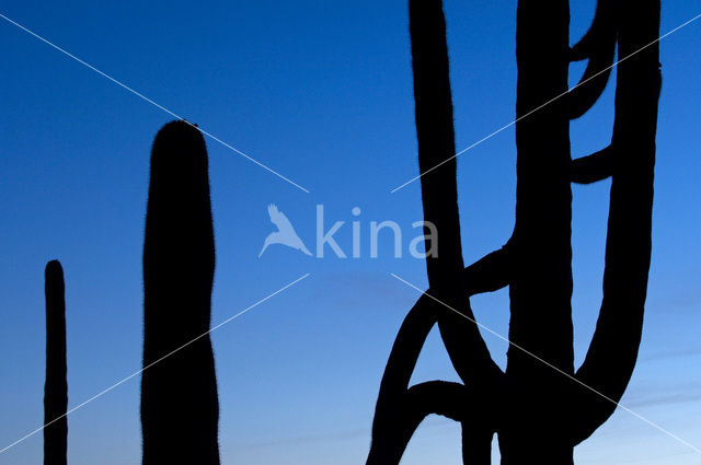 Saguaro cactus (Carnegiea gigantea)