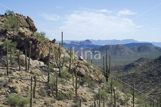 Saguaro cactus (Carnegiea gigantea)