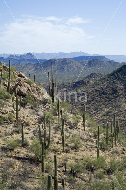 Saguaro cactus (Carnegiea gigantea)