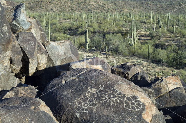 Saguaro National Park