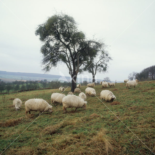 Sheep (Ovis domesticus)