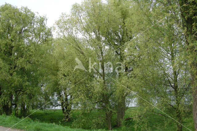 Schietwilg (Salix alba)