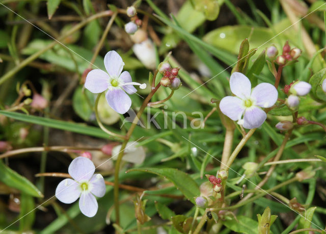 Schildereprijs (Veronica scutellata)