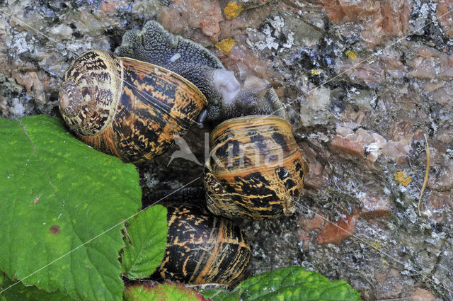 Segrijnslak (Helix aspersa aspersa)