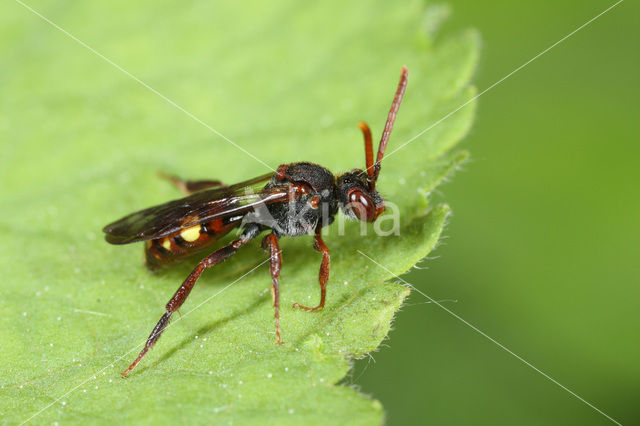 Wasp-bee (Nomada panzeri)