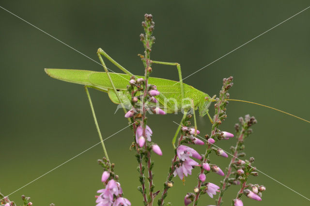 Sikkelsprinkhaan (Phaneroptera falcata)