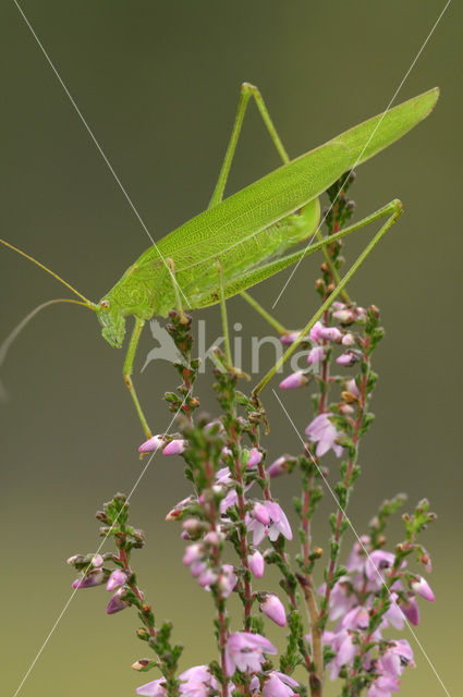Sickle-bearing Bush-cricket (Phaneroptera falcata)