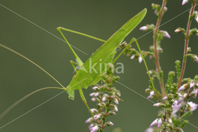 Sickle-bearing Bush-cricket (Phaneroptera falcata)
