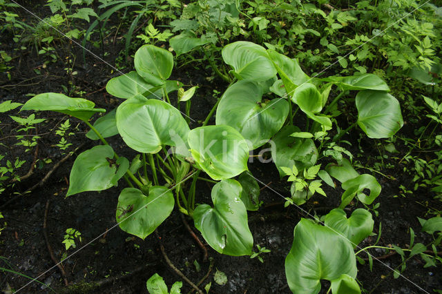 Slangenwortel (Calla palustris)