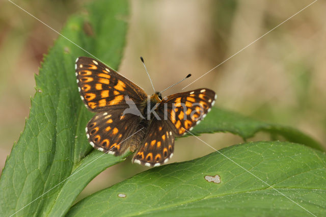 Duke of Burgundy Fritillary (Hamearis lucina)