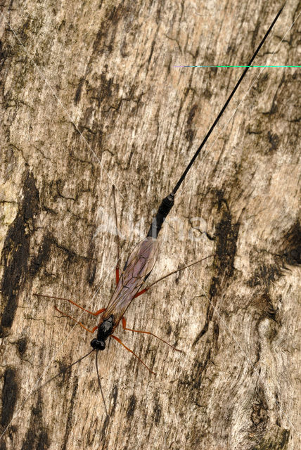 Black Ichneumon wasp (Lissonota setosa)