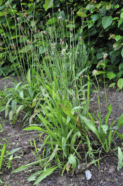 Smalle weegbree (Plantago lanceolata)