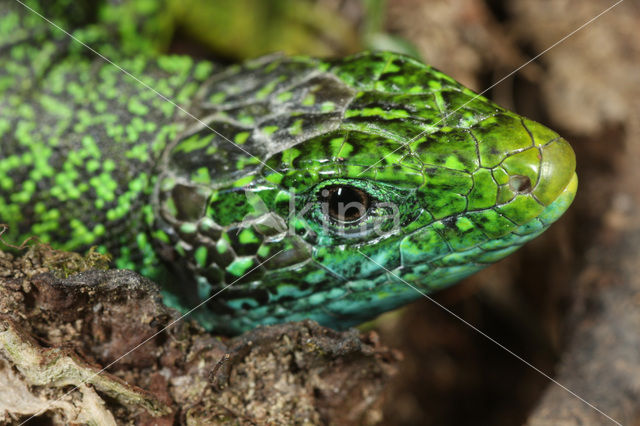 Green Lacerta (Lacerta viridis)