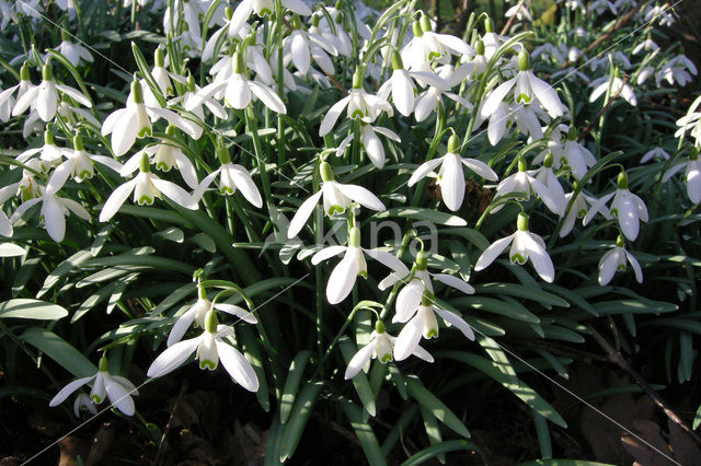 Sneeuwklokje (Galanthus spec.)