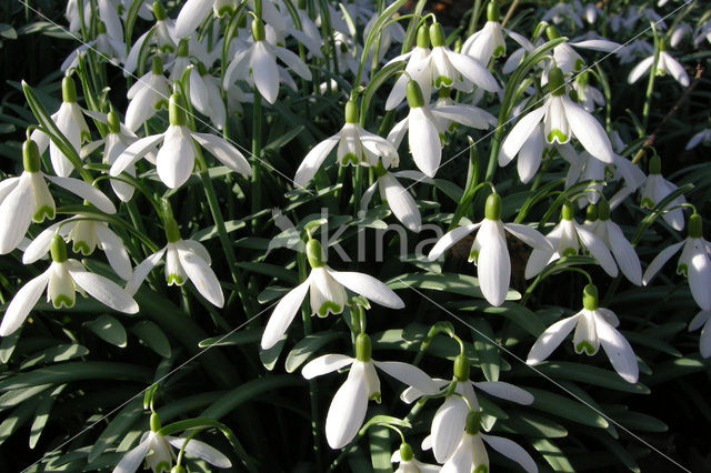 Sneeuwklokje (Galanthus spec.)