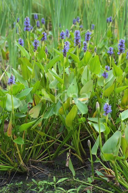 Pickerel weed (Pontederia cordata)