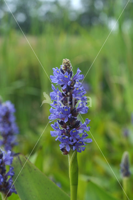 Pickerel weed (Pontederia cordata)