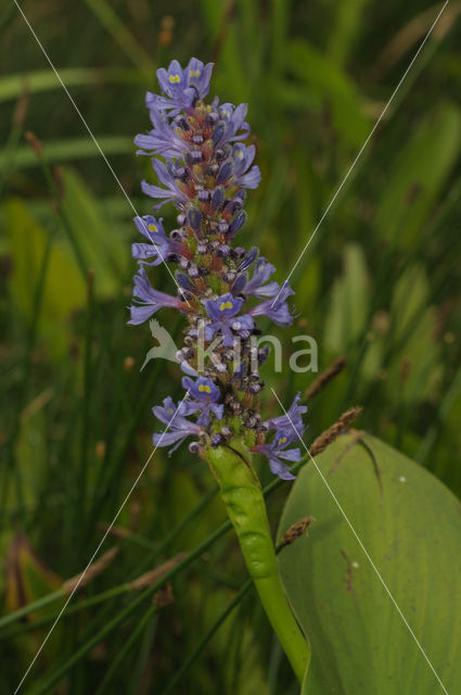 Pickerel weed (Pontederia cordata)