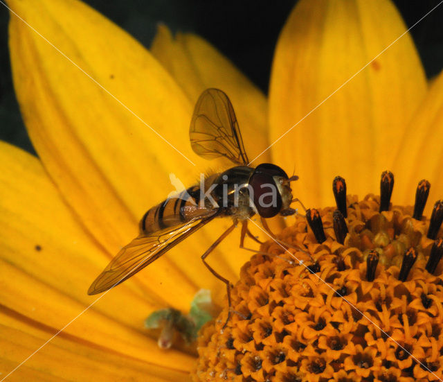 Marmelade Fly (Episyrphus balteatus)