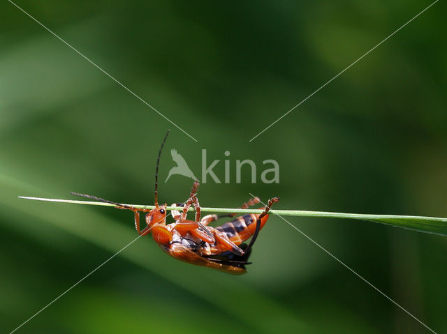 Soldaatje (Cantharis decipiens)