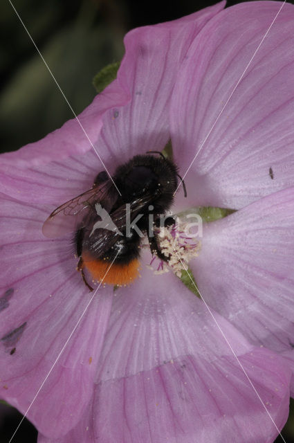 Red-tailed bumblebee (Bombus lapidarius)