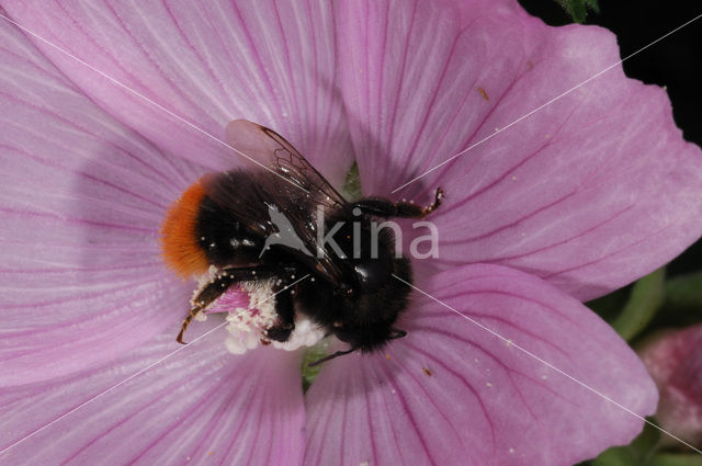Red-tailed bumblebee (Bombus lapidarius)