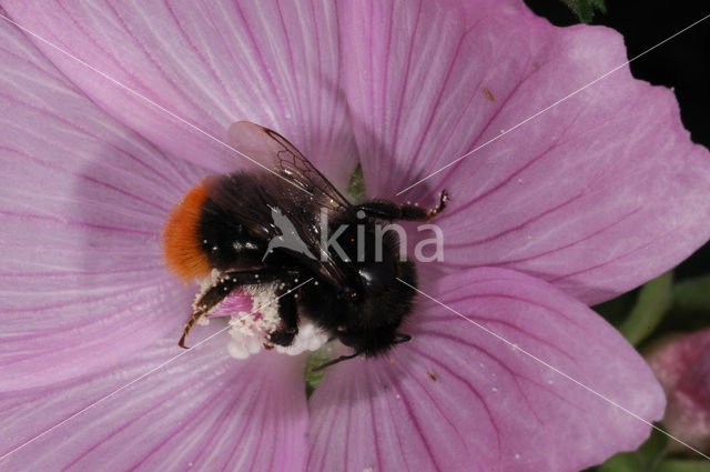 Red-tailed bumblebee (Bombus lapidarius)