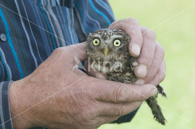 Little Owl (Athene noctua)