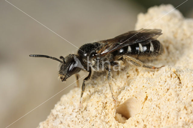 Lasioglossum quadrinotatulum