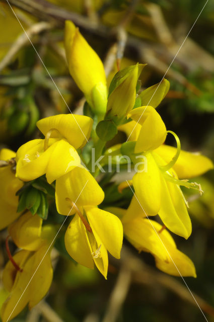 Stekelbrem (Genista anglica)