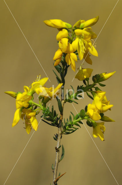 Stekelbrem (Genista anglica)