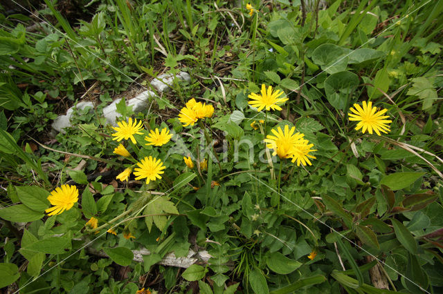 Odorous Pig-salad (Aposeris foetida)