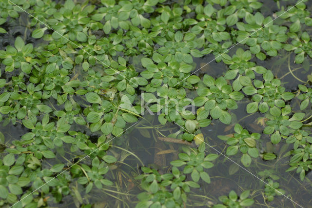 Blunt-fruited Waterstarwort (Callitriche obtusangula)