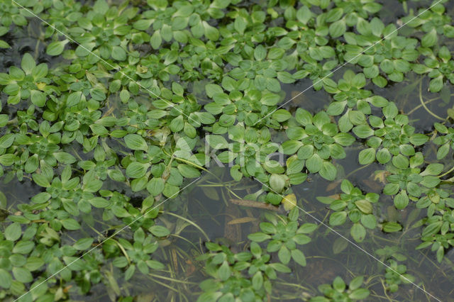 Stomphoekig sterrenkroos (Callitriche obtusangula)