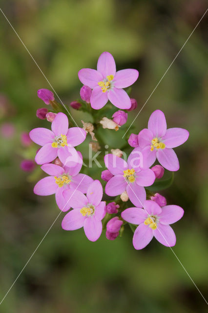 Strandduizendguldenkruid (Centaurium littorale)
