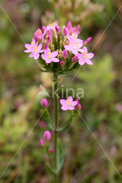 Seaside Centaury (Centaurium littorale)