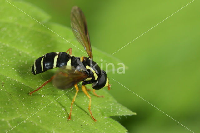 Streepcitroenzwever (Xanthogramma citrofasciatum)