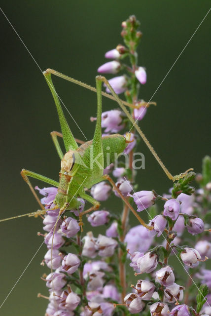 Struiksprinkhaan (Leptophyes punctatissima)