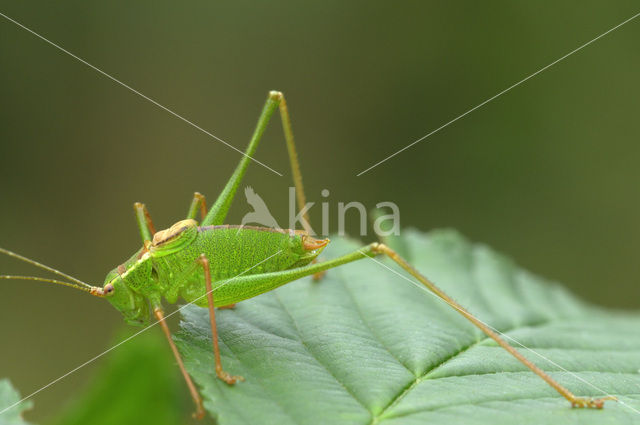 Speckled Bush-cricket (Leptophyes punctatissima)