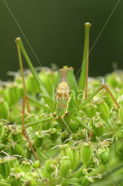 Speckled Bush-cricket (Leptophyes punctatissima)