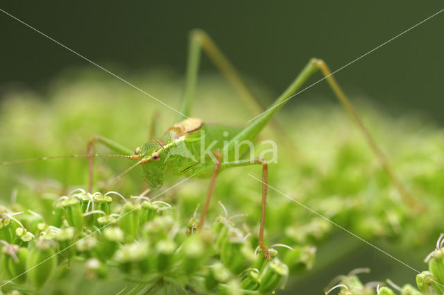 Speckled Bush-cricket (Leptophyes punctatissima)