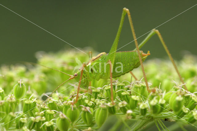 Struiksprinkhaan (Leptophyes punctatissima)