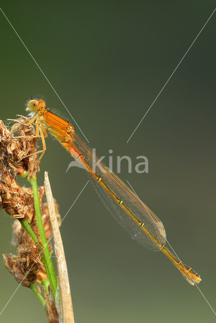 Scarce Blue-tailed Damselfly (Ischnura pumilio)